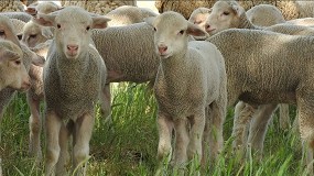 Foto de La asociación de raza Merina destaca las ventajas y singularidades de su producción de lana