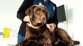 Foto de MSD Animal Health lanza una generación de microchips para la identificación de mascotas con biosensor de temperatura integrado
