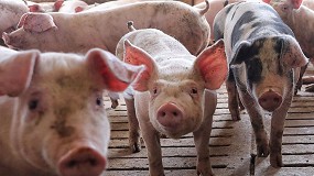 Foto de Los veterinarios piden un “esfuerzo” al Ministerio para evitar la entrada de peste porcina africana