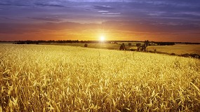 Foto de Cooperativas eleva la cosecha de cereales en España hasta los 18 Mt