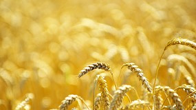 Foto de SIEGA: el sistema para regular la comunicación de existencias de cereales, arroz y semillas