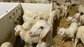 Foto de Cierre del primer semestre en producción de carne ovina con una subida del 1,8%