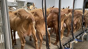 Foto de La producción de leche de cabra en España ya desciende a un ritmo del 10,1% interanual