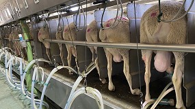 Foto de Las dos Castillas no pueden evitar la caída de producción del 5,7% interanual en leche de oveja