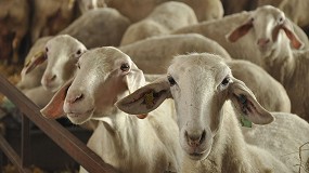 Foto de Baja de los 3.000 el número de productores con entregas de leche de oveja en España