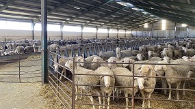 Foto de Estallido en el mercado de leche de oveja con espectaculares subidas anuales del 24,8%