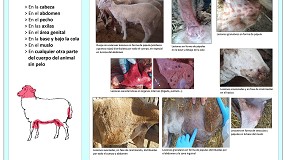 Foto de El MAPA ofrece recomendaciones a los ganaderos sobre la viruela ovina y caprina