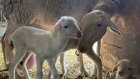 Foto de Nacidos los primeros corderos de la raza ovina Manchega por fecundación in vitro