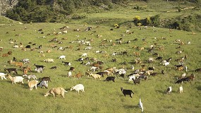 Foto de La viruela ovina y caprina obliga a sacrificar a más de 17.000 animales en España