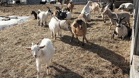 Foto de La carne de caprino bate récords con una subida del 15,2% respecto al pasado ejercicio