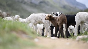 Foto de El auge del ovino de carne en las dos Castillas permite un aumento del 0,1% en la producción nacional