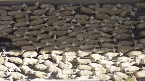 Foto de La viruela ovina y caprina se extiende por Andalucía con un primer foco en Almería