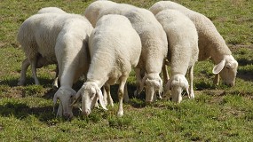 Foto de El volumen de leche de oveja vendida a las industrias cayó un 3,9% en el tercer trimestre del año