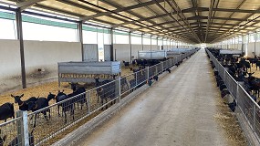 Foto de Medio millar de ganaderos dejan de producir leche de cabra durante el último año