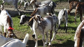Foto de Octubre muestra un descenso del 14,1% en el número de ganaderos de leche de cabra en España