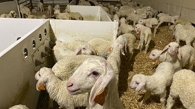 Foto de El auge de Castilla y León no logra evitar que la producción de carne ovina baje un 0,2% anual