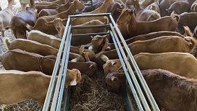 Foto de El coste de alimentación en cabras de leche subió en el pasado año una media del 24,5%