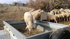 Foto de Brusca caída anual del 9% en el número de ganaderos que entregan leche de oveja