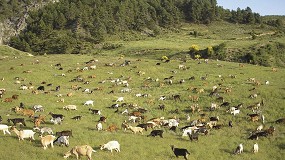 Foto de España quiere mantener su estatus de ‘oficialmente libre’ a la brucelosis ovina y caprina