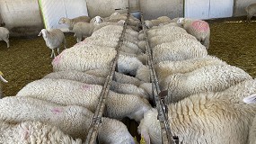 Foto de El concentrado para ovejas de leche se abarata un 7,2% en el último semestre