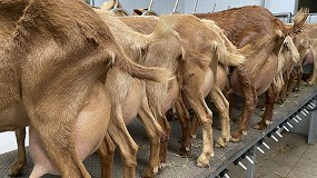 Foto de La venta de leche de cabra a industrias ya cae a un ritmo del 14,3% interanual en diciembre