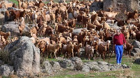 Foto de Unos 600 ganaderos dejan de entregar leche de cabra a las industrias en el último año