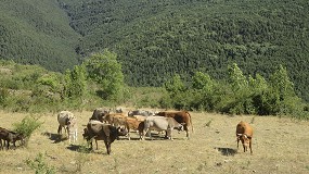 Foto de Denuncian la reducción del Coeficiente de Pastos en las comarcas del Pirineo