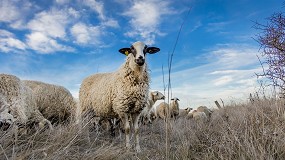 Foto de MSD Animal Health presenta sus soluciones frente a la coccidiosis y enfermedades respiratorias en ovino