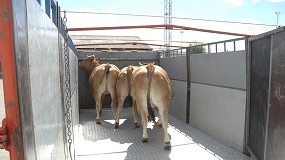 Foto de ANTA analiza las novedades en la legislación de transporte de animales vivos y el bienestar animal