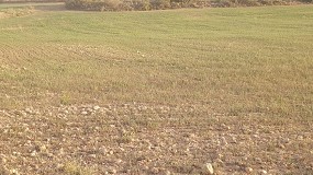 Foto de La sequía levanta la alarma en Aragón por las pérdidas en cereales y en ganadería extensiva