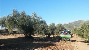 Foto de El Grupo Operativo CoverOlive presentar en Antequera los primeros resultados del proyecto