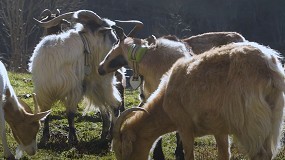 Foto de La tecnología convierte a los rebaños de cabras en gestoras inteligentes del territorio