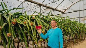 Foto de Un agricultor introduce con éxito el cultivo de la pitaya en el levante español