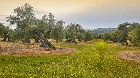 Foto de La esporobiota del olivar espaol y caracterizacin de su tolerancia a los desafos ambientales