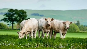 Foto de Huella ambiental de carne y leche de vacuno: manejo y emisiones