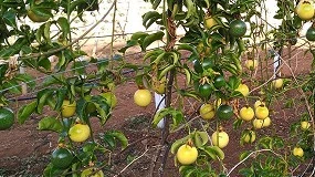 Foto de Cultivo de maracuy o fruta de la pasin en el sureste de Espaa