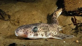 Foto de Casi la mitad de las especies de inters pesquero del Mediterrneo han cambiado su distribucin en los ltimos 20 aos