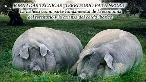 Foto de La dehesa, fundamental para la economa y la crianza del cerdo ibrico en Extremadura