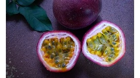 Foto de Muito para além da polpa: o potencial inexplorado do maracujá roxo