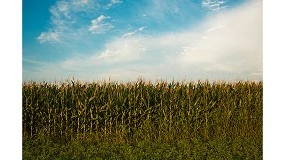 Foto de Produtores nacionais debatem futuro dos cereais