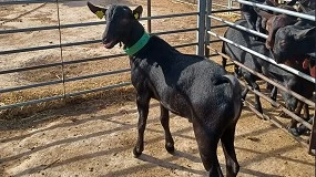 Foto de Acrimur incorpora un nuevo macho al Centro del CITA-IVIA de Segorbe (Castellón)