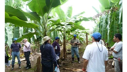 Foto de Daymsa presenta en Costa Rica sus bioestimulantes para banano