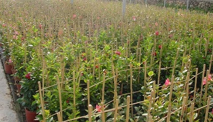 Foto de La caa de bamb representa el 77% de ventas en opciones para entutorar cultivos de Grupo Projar