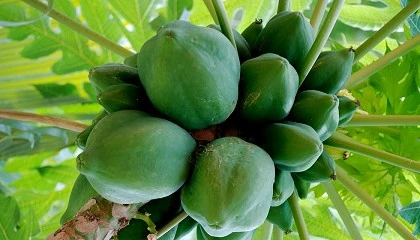 Foto de El cultivo de la papaya en el Sureste de Espaa
