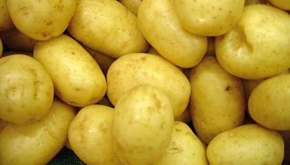 Foto de Espaa cerrar la campaa de patata con un 15% menos de produccin