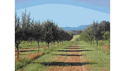 Foto de Almendra de Montaa, un proyecto para adaptar las nuevas variedades de almendro en regado