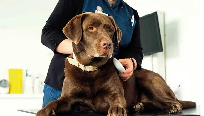 Foto de MSD Animal Health lanza una generacin de microchips para la identificacin de mascotas con biosensor de temperatura integrado