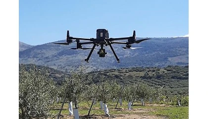 Foto de La teledeteccin con drones en la gestin del olivar, un avance en la digitalizacin del cultivo