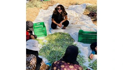 Foto de Darmmess, un proyecto que pone el punto de excelencia al aceite de oliva libans