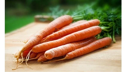 Foto de Agricultura inteligente origina aumento de 20% na produo de cenouras txicas